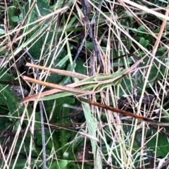 Acrida conica (Giant green slantface) at Molonglo Valley, ACT - 4 Mar 2022 by KMcCue