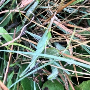 Acrida conica at Molonglo Valley, ACT - 5 Mar 2022