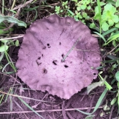 Calvatia cyathiformis at Aranda Bushland - 4 Mar 2022 by KMcCue