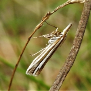 Hednota species near grammellus at Paddys River, ACT - 4 Mar 2022 12:57 PM