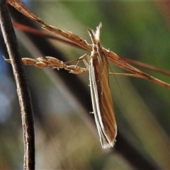 Hednota species near grammellus at Paddys River, ACT - 4 Mar 2022 12:57 PM