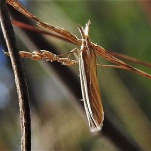 Hednota species near grammellus at Paddys River, ACT - 4 Mar 2022