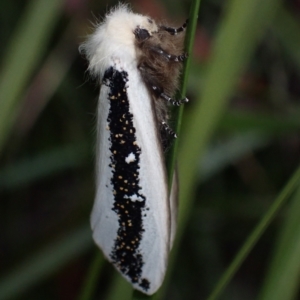 Oenosandra boisduvalii at Cotter River, ACT - 4 Mar 2022 03:12 PM