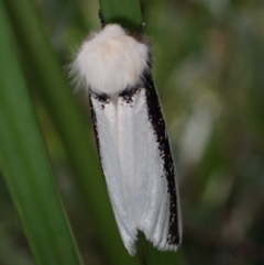 Oenosandra boisduvalii at Cotter River, ACT - 4 Mar 2022 03:12 PM