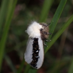 Oenosandra boisduvalii at Cotter River, ACT - 4 Mar 2022 03:12 PM