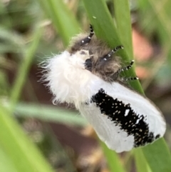 Oenosandra boisduvalii at Cotter River, ACT - 4 Mar 2022 03:12 PM