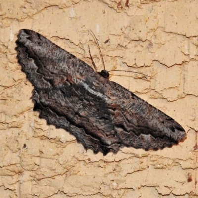 Scioglyptis lyciaria (White-patch Bark Moth) at Wanniassa, ACT - 4 Mar 2022 by JohnBundock