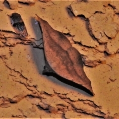 Aglaopus centiginosa (Dark-fringed Leaf Moth) at Wanniassa, ACT - 4 Mar 2022 by JohnBundock