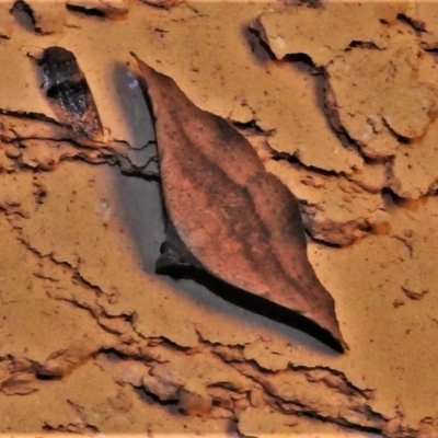 Aglaopus centiginosa (Dark-fringed Leaf Moth) at Wanniassa, ACT - 4 Mar 2022 by JohnBundock
