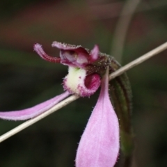 Eriochilus magenteus (Magenta Autumn Orchid) at Cotter River, ACT - 4 Mar 2022 by AnneG1