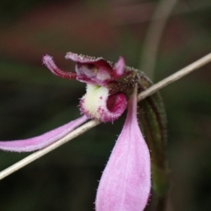 Eriochilus magenteus at Cotter River, ACT - 4 Mar 2022