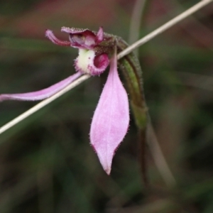 Eriochilus magenteus at Cotter River, ACT - 4 Mar 2022