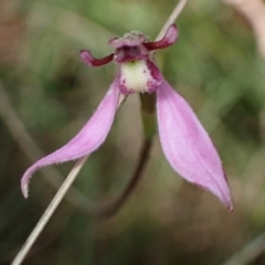 Eriochilus magenteus at Cotter River, ACT - suppressed