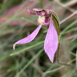 Eriochilus magenteus at Cotter River, ACT - 4 Mar 2022