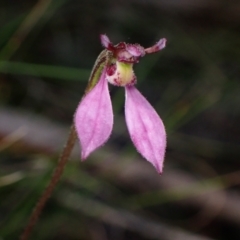 Eriochilus magenteus at Cotter River, ACT - 4 Mar 2022