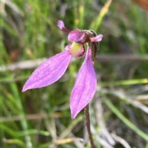 Eriochilus magenteus at Cotter River, ACT - 4 Mar 2022