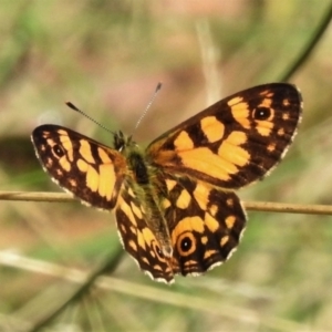 Oreixenica lathoniella at Paddys River, ACT - 4 Mar 2022