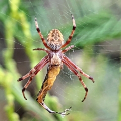 Salsa fuliginata (Sooty Orb-weaver) at Kambah, ACT - 5 Mar 2022 by HelenCross