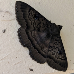 Dasypodia cymatodes (Northern old lady moth) at Kambah, ACT - 5 Mar 2022 by HelenCross