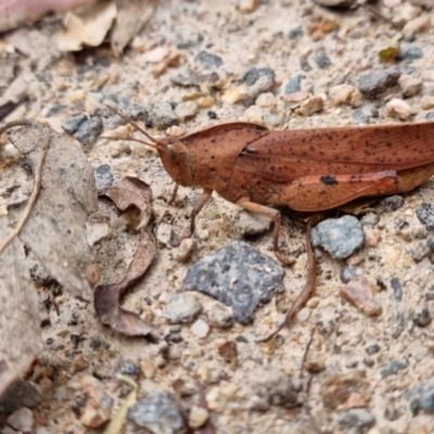 Goniaea australasiae (Gumleaf grasshopper) at Tidbinbilla Nature Reserve - 5 Mar 2022 by pixelnips