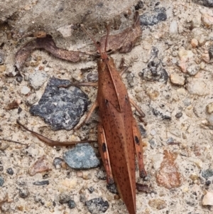 Goniaea australasiae at Paddys River, ACT - 5 Mar 2022 12:18 PM