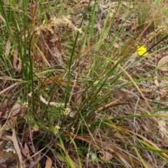 Lepidosperma laterale at Hawker, ACT - 5 Mar 2022