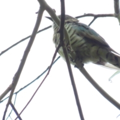 Chrysococcyx lucidus (Shining Bronze-Cuckoo) at Paddys River, ACT - 5 Mar 2022 by TomW