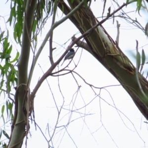 Myiagra rubecula at Paddys River, ACT - 5 Mar 2022 12:11 PM