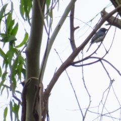 Myiagra rubecula at Paddys River, ACT - 5 Mar 2022 12:11 PM