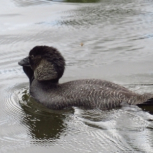 Biziura lobata at Paddys River, ACT - 5 Mar 2022