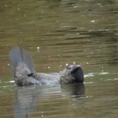 Biziura lobata at Paddys River, ACT - 5 Mar 2022