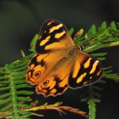 Heteronympha banksii (Banks' Brown) at Paddys River, ACT - 4 Mar 2022 by JohnBundock