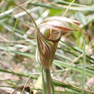 Diplodium coccinum at Cotter River, ACT - suppressed