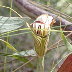 Diplodium coccinum at Cotter River, ACT - suppressed