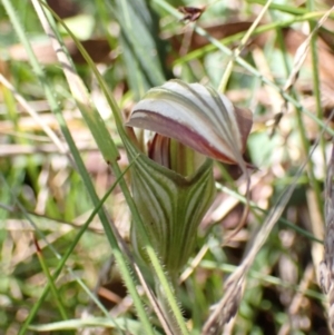 Diplodium coccinum at Cotter River, ACT - suppressed