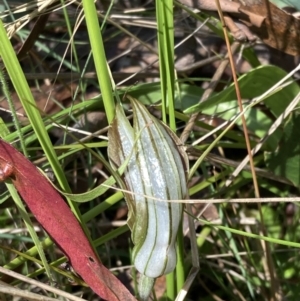 Diplodium coccinum at Cotter River, ACT - suppressed