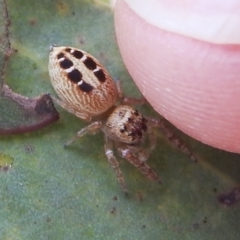 Opisthoncus sexmaculatus (Six-marked jumping spider) at Kambah, ACT - 4 Mar 2022 by HelenCross