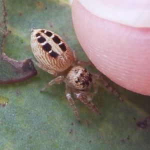 Opisthoncus sexmaculatus at Kambah, ACT - 5 Mar 2022