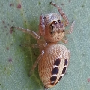 Opisthoncus sexmaculatus at Kambah, ACT - 5 Mar 2022