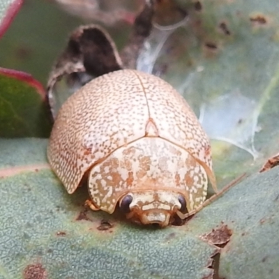Paropsis atomaria (Eucalyptus leaf beetle) at Kambah, ACT - 4 Mar 2022 by HelenCross