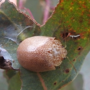 Paropsis atomaria at Kambah, ACT - 5 Mar 2022