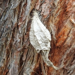 Hyalarcta nigrescens at Kambah, ACT - 5 Mar 2022