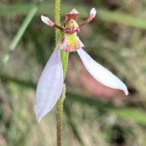 Eriochilus cucullatus at Paddys River, ACT - suppressed