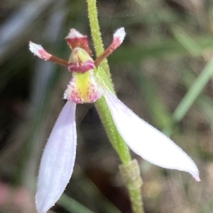 Eriochilus cucullatus at Paddys River, ACT - 4 Mar 2022