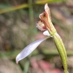 Eriochilus cucullatus at Paddys River, ACT - 4 Mar 2022