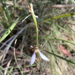 Eriochilus cucullatus at Paddys River, ACT - 4 Mar 2022