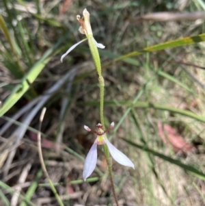 Eriochilus cucullatus at Paddys River, ACT - suppressed