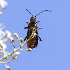 Chauliognathus lugubris at Hawker, ACT - 10 Jan 2022