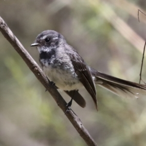 Rhipidura albiscapa at Hawker, ACT - 10 Jan 2022