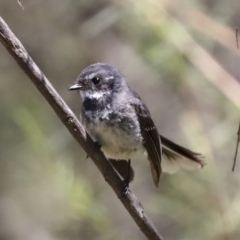 Rhipidura albiscapa at Hawker, ACT - 10 Jan 2022